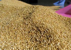 藜麥脫水直線(xiàn)振動(dòng)篩/藜麥烘干式直線(xiàn)振動(dòng)篩廠(chǎng)家